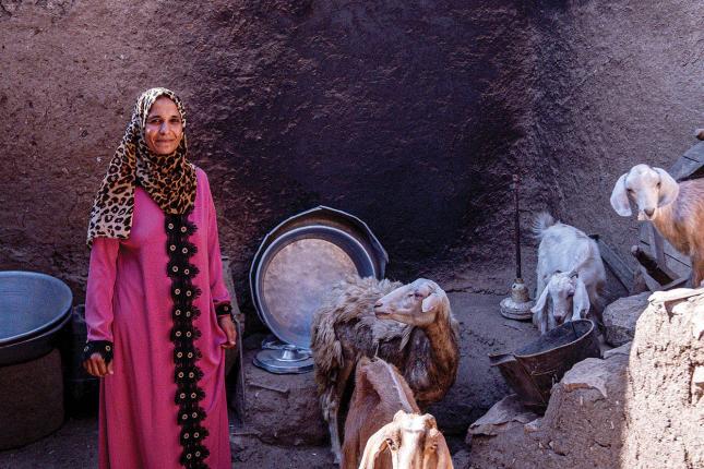 an old lady in sohag, egypt with goat and sheep